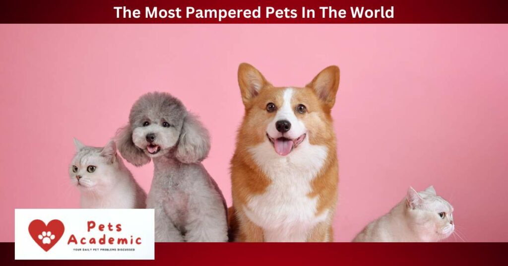 The Most Pampered Pets In The World