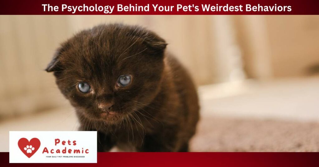 The Psychology Behind Your Pet's Weirdest Behaviors