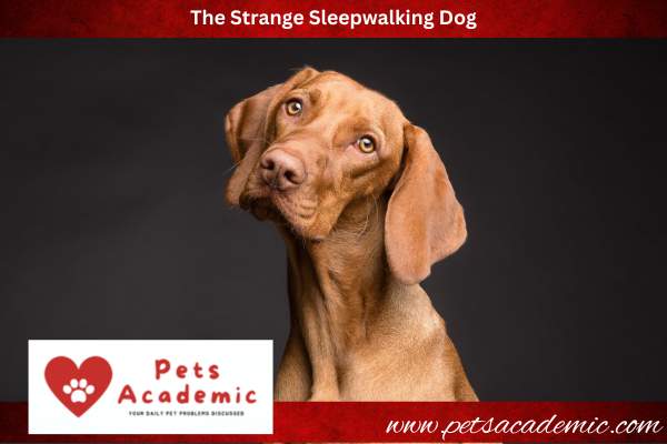 The Strange Sleepwalking Dog
