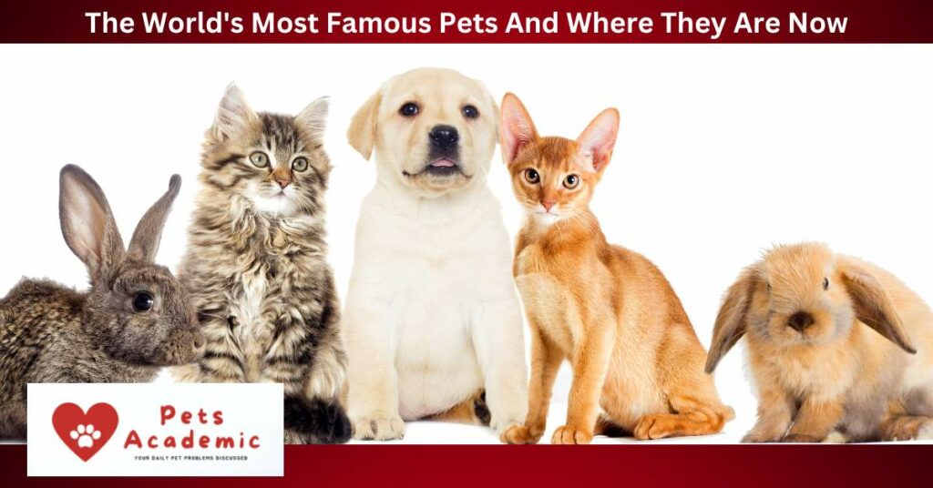 The World's Most Famous Pets And Where They Are Now