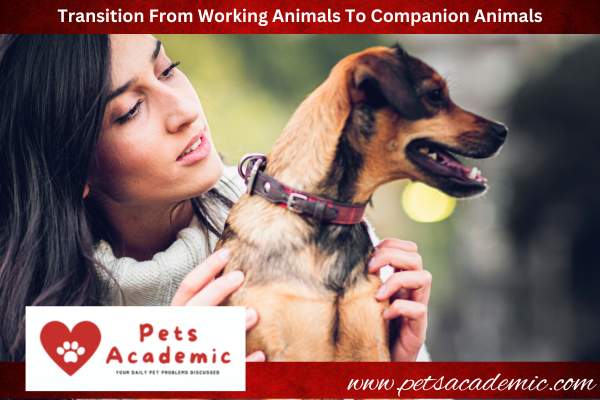Transition From Working Animals To Companion Animals