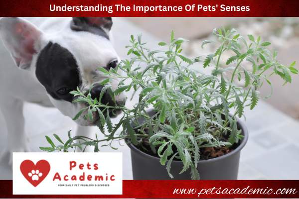 Understanding The Importance Of Pets' Senses