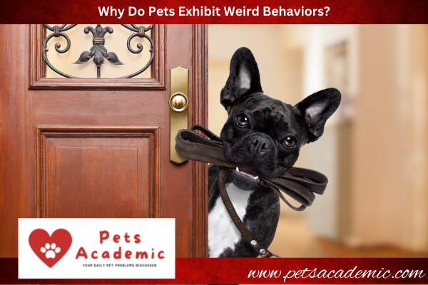 Why Do Pets Exhibit Weird Behaviors?