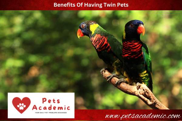Benefits Of Having Twin Pets