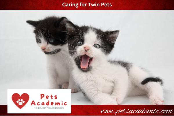Caring for Twin Pets