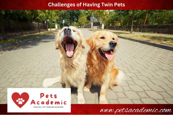 Challenges of Having Twin Pets