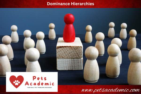 Dominance Hierarchies