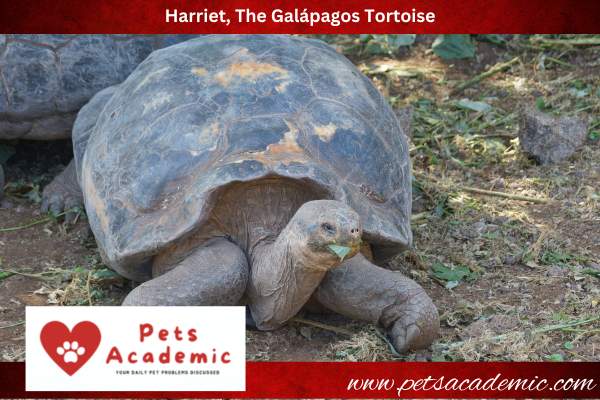 Harriet, The Galápagos Tortoise