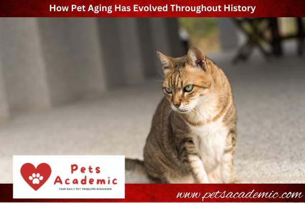 How Pet Aging Has Evolved Throughout History
