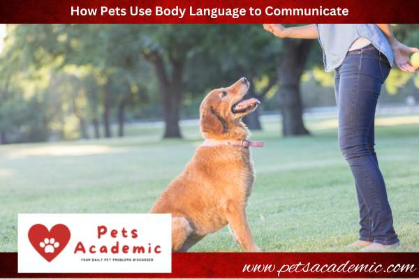 How Pets Use Body Language to Communicate