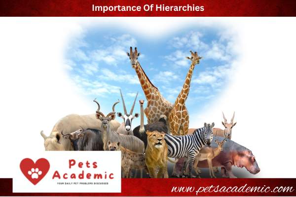 Importance Of Hierarchies