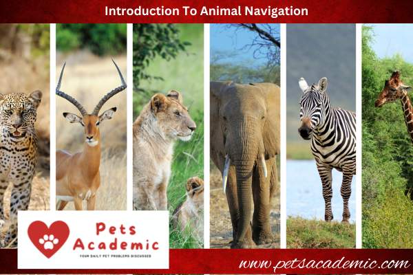 Introduction To Animal Navigation