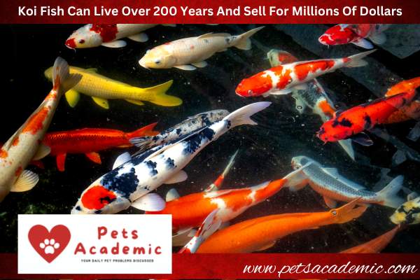 Koi Fish Can Live Over 200 Years And Sell For Millions Of Dollars