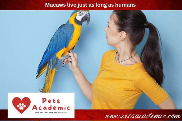 Macaws live just as long as humans 