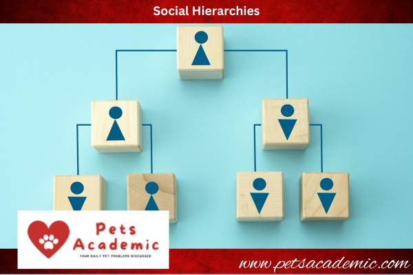Social Hierarchies