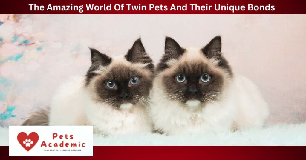 The Amazing World Of Twin Pets And Their Unique Bonds