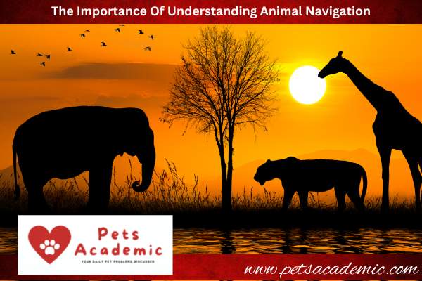 The Importance Of Understanding Animal Navigation