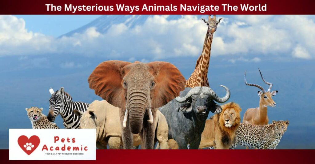 The Mysterious Ways Animals Navigate The World