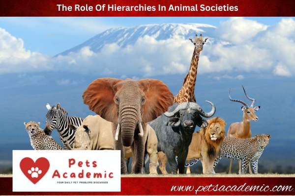 The Role Of Hierarchies In Animal Societies
