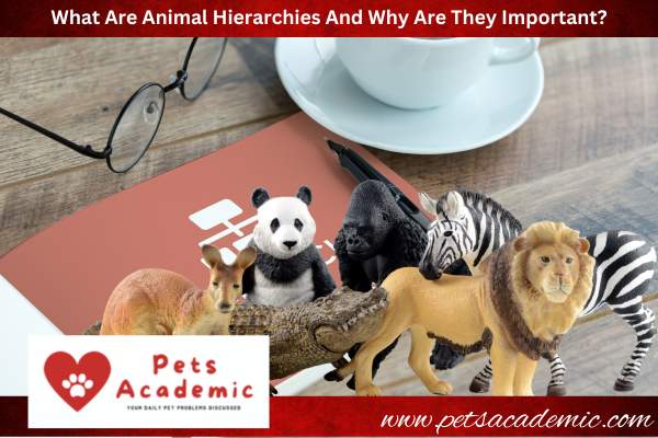 What Are Animal Hierarchies And Why Are They Important?