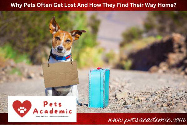 Why Pets Often Get Lost And How They Find Their Way Home?